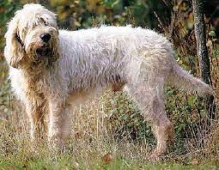 Briquet Griffon Vendeen