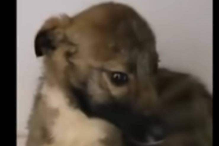 Sguardo dolce (Foto video)