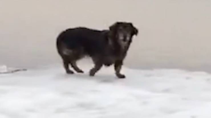 il cane sul ghiaccio (Foto video)
