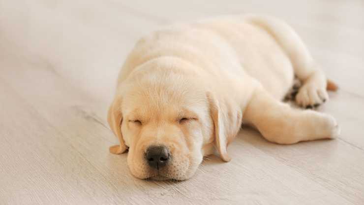 cane abbaia nel sonno