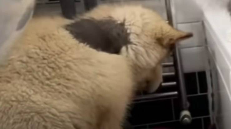 L'Husky e la diffidenza con l'acqua (Foto video)
