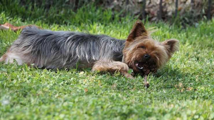 cane mangia pigna