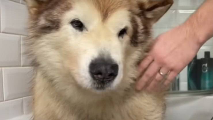 Il dolce Husky (Foto video)