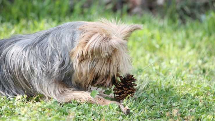 cane pigna