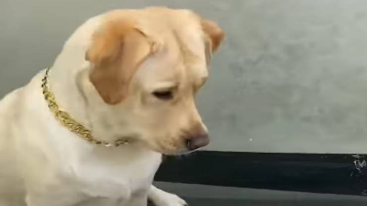 Il cane preso in giro (Foto video)