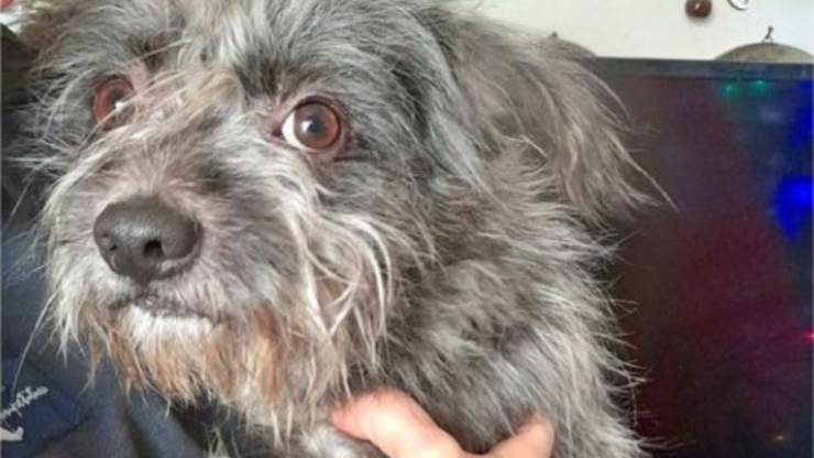 cane trattato come un pacco