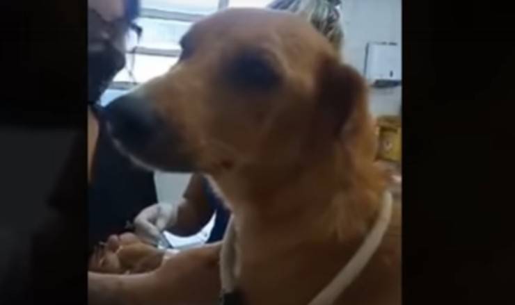 Mamma cane (Foto video)