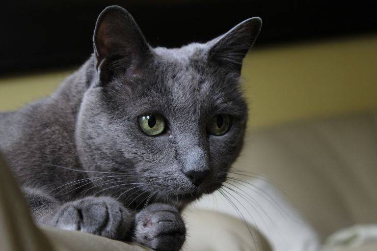 Felino riposa sul divano