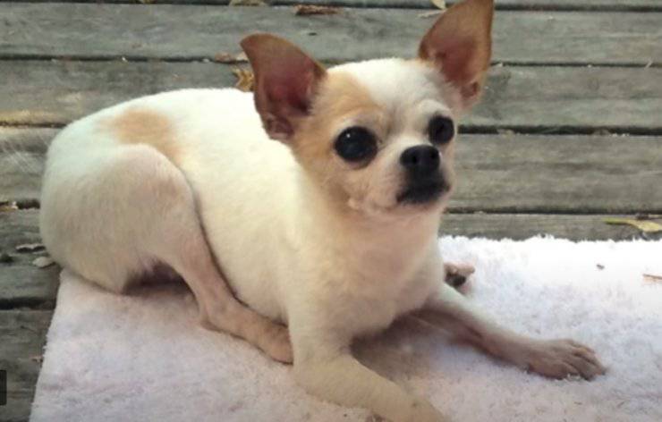 chihuahua felice (Foto video)