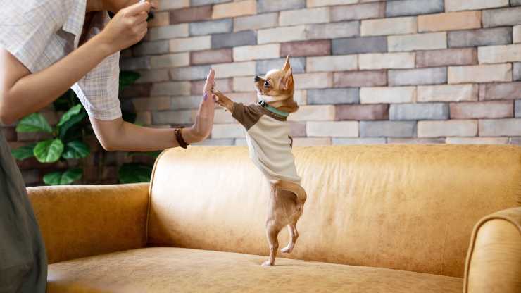 come insegnare al cane a dare il cinque