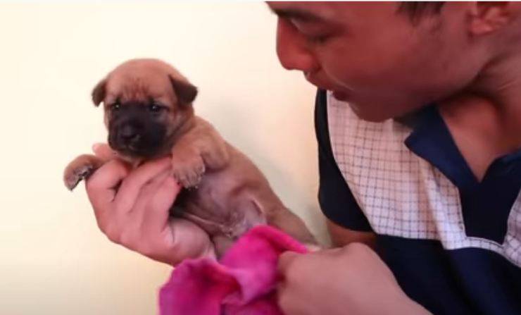 Uno dei cuccioli salvati (Foto video) 