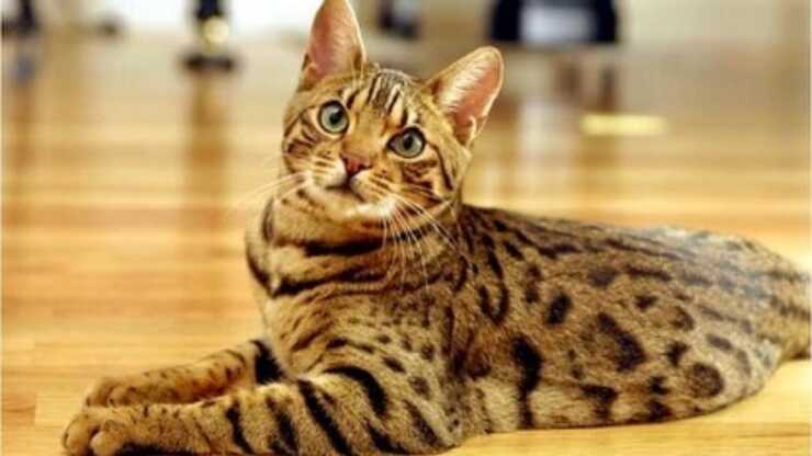 curiosità-gatto-ashera_optimized