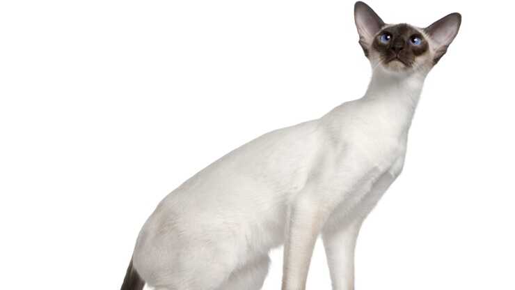 differenza-siamese-himalayano