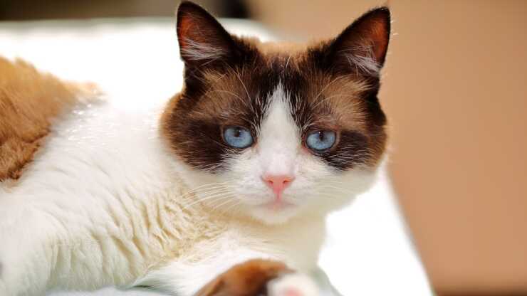 differenza-snowshoe-persiano-(1)_optimized