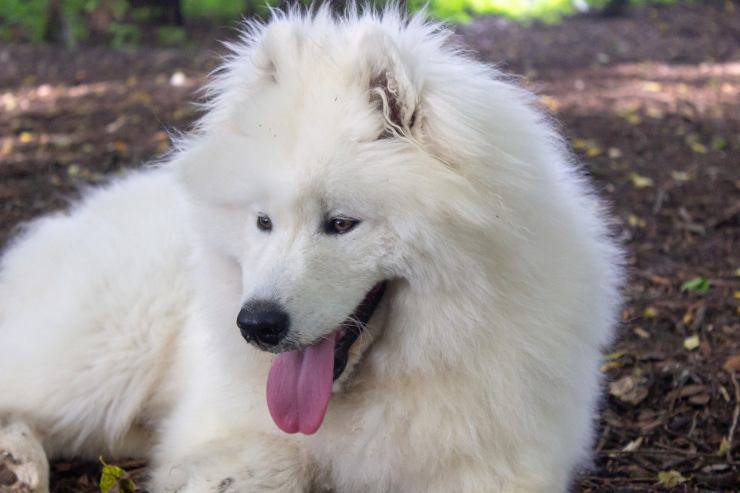 Le razze canine che adorano l'inverno