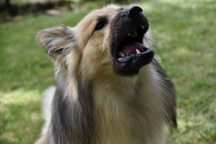 Cane abbaia alla persona in divisa