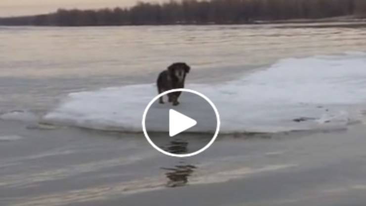 Il cane in difficoltà (Foto video)