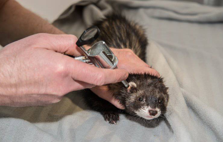 furetto