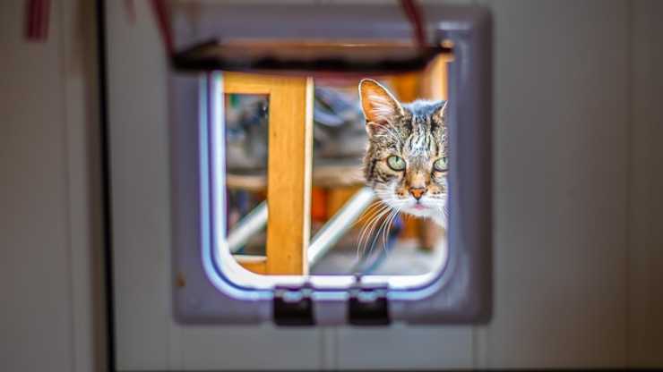 gattaiola