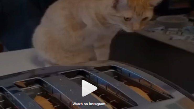 Il gatto curioso (Foto video)