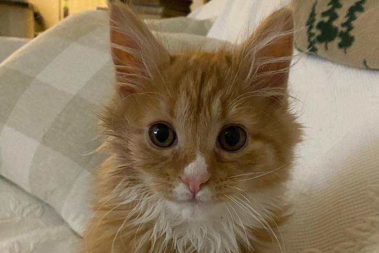 sguardo dolce e curioso (Foto Facebook)