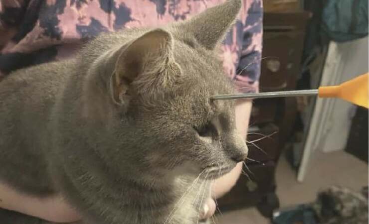 Da anni ferisce i gatti con delle frecce: polizia offre ricompensa per catturarlo (Foto Facebook)