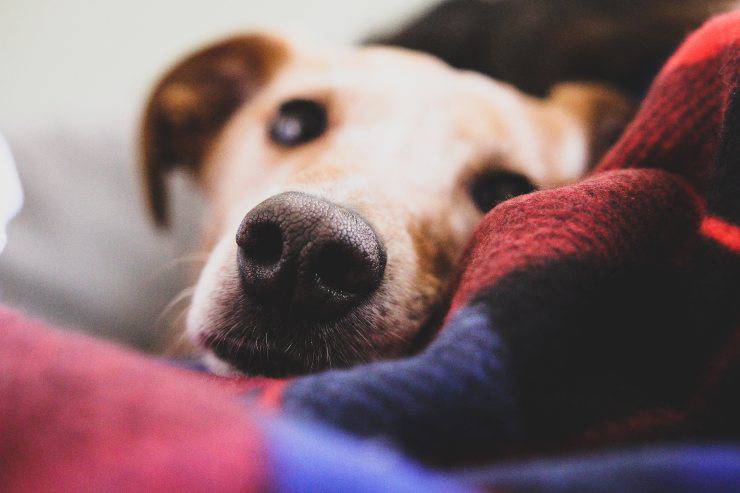 Come far vomitare il cane Come far vomitare il cane