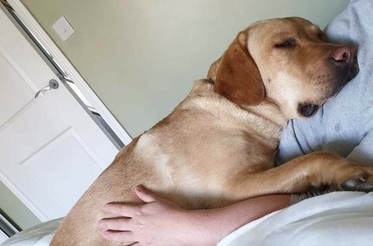 Donna sopravvive al cancro al seno grazie alla palpazione del suo cane