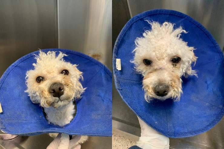 cagnolino trovato muso legato vigilia natale
