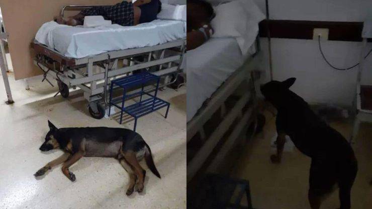Cane proprietario ospedale