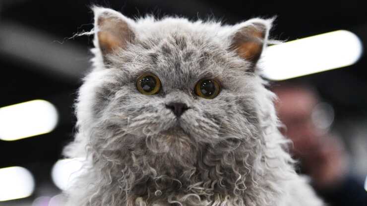 selkirk rex malattie-comuni-selkirk-rex_optimized