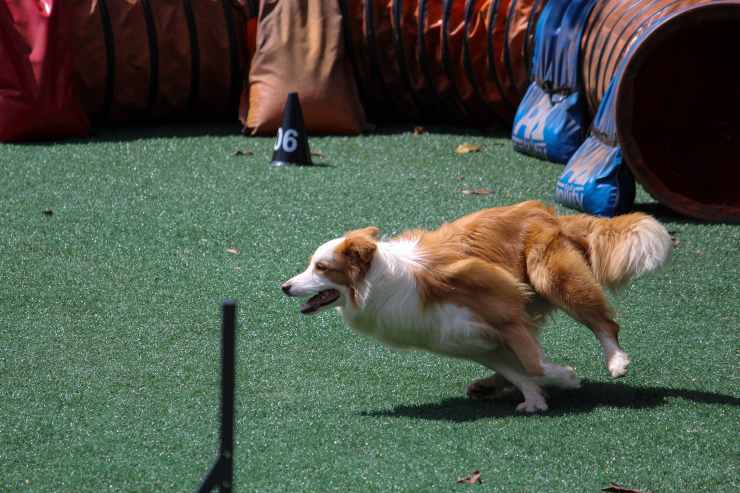 Hoopers per cani