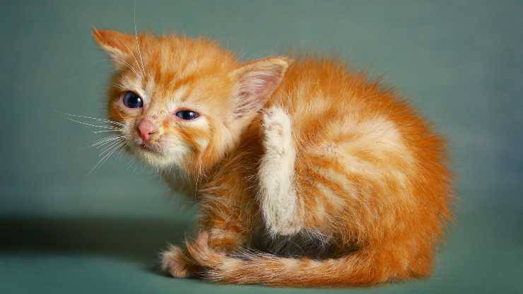 otite gatto