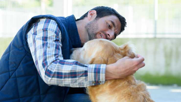 otoematoma nel cane