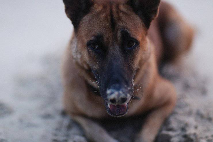 La leucopenia del cane
