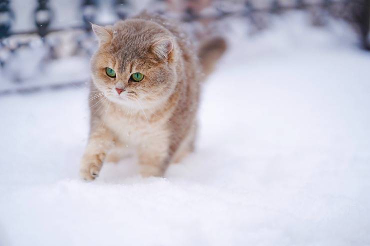 Felini che adorano la neve