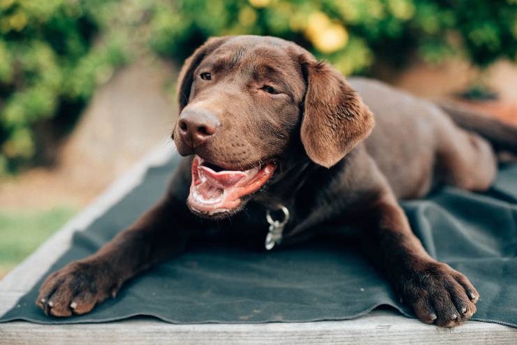 Il comportamento del cane