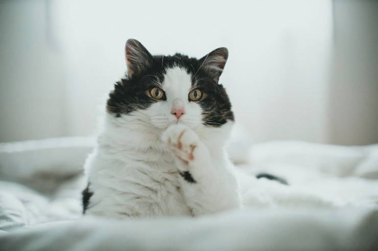 Razze feline che adorano osservare
