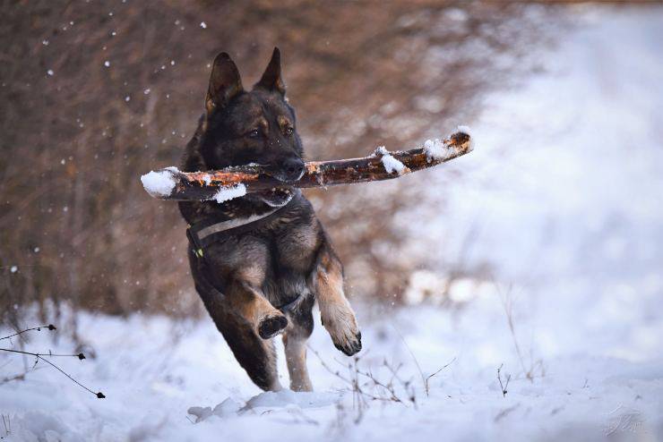 I pelosi che amano la neve