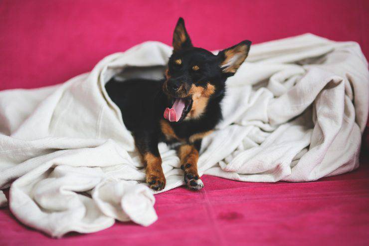 Far vomitare il cagnolino