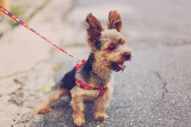 Il cane abbaia alla divisa