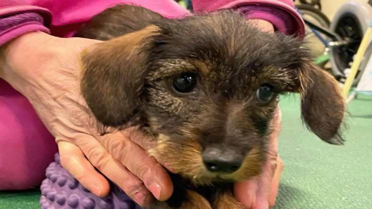 Cagnolina (Foto Facebook)
