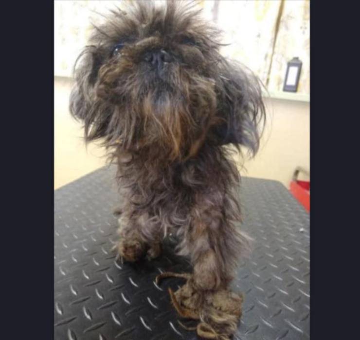 cane perde zampa pelo arruffato