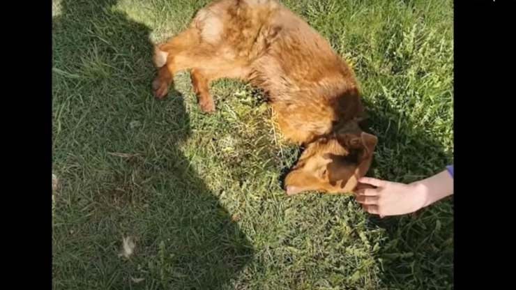 cane privo zampe anteriori prato