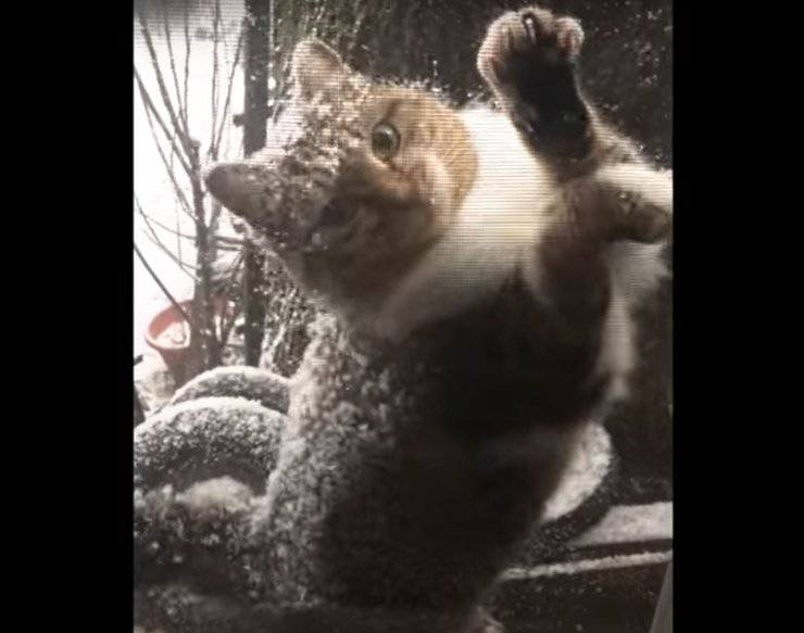 gatto graffia finestra chiedere entrare