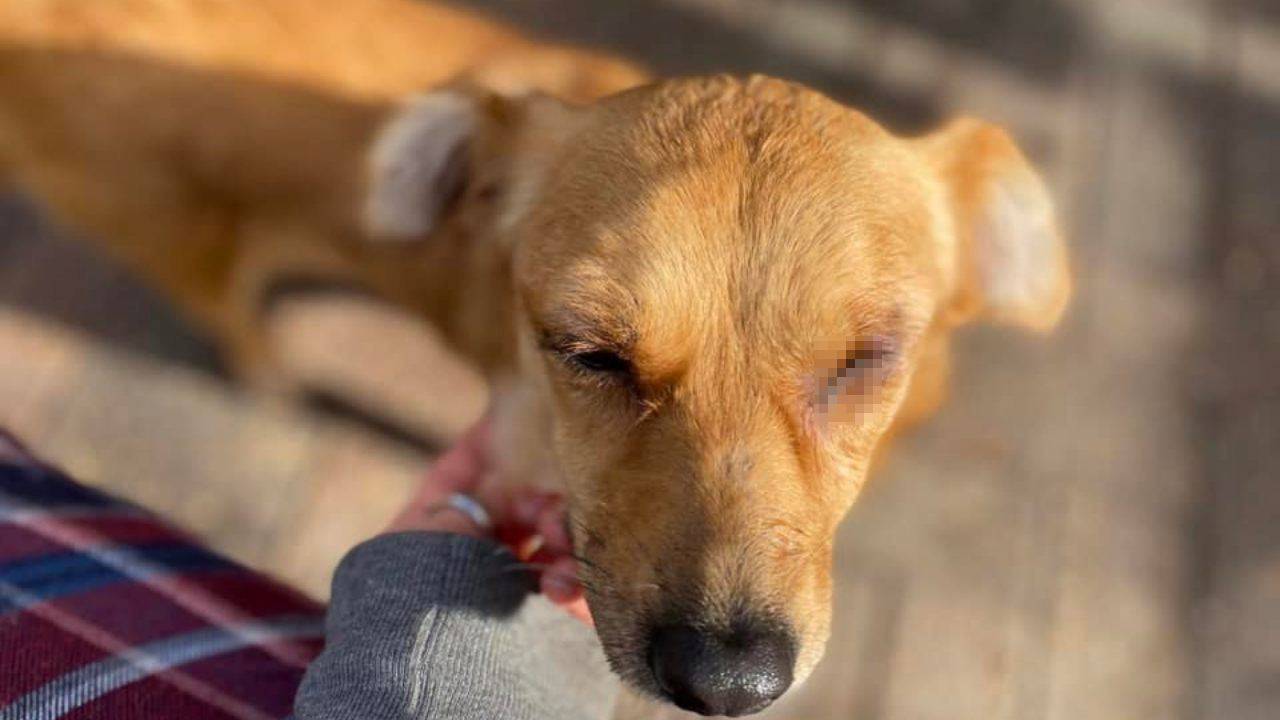 cane maltrattato perde occhio