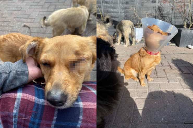 cagnolina vittima abusi perde