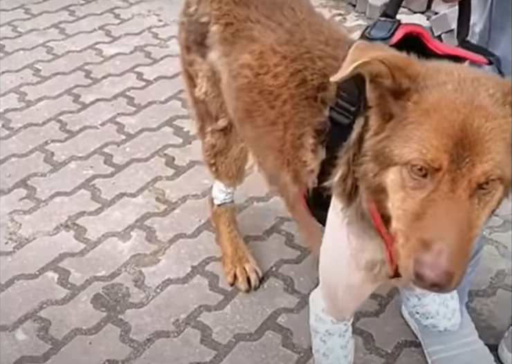 cane senza zampe sofferente prato