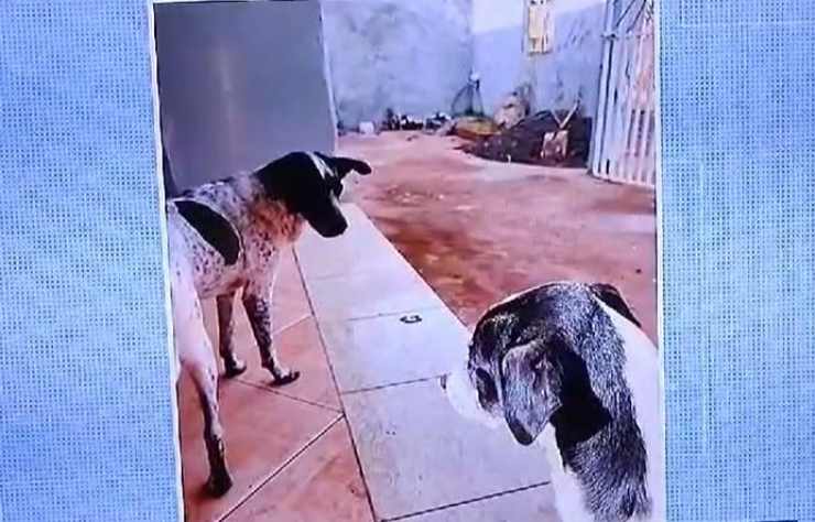 finge essere cagnolino scomparso