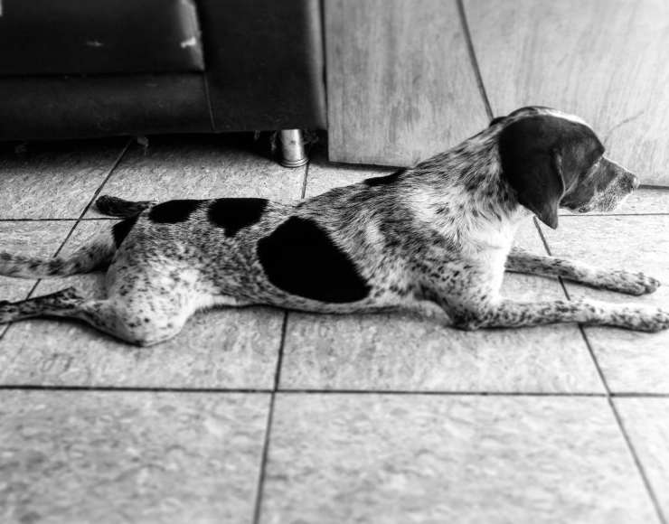 ritrova cane smarrito accorge impostore